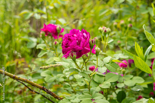 Wallpaper Mural Pink flowers of decorative rosehip. Natural. Wild rose in the forest or garden Torontodigital.ca