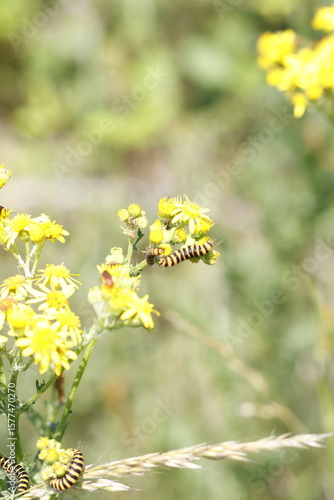 yellow flowers on a green background