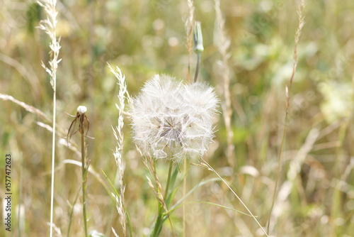 dandelion seed head