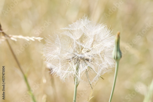 dandelion in the wind