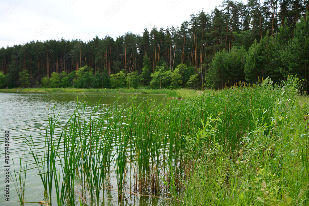 Obraz premium Lakeside view with reeds and pine forest nature background