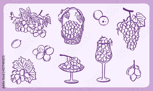 grape doodle illustration hand drawn sketch - purple line art vector collection set