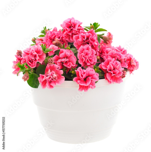 Wallpaper Mural Bouquet of flowers petunia in a pot. Torontodigital.ca