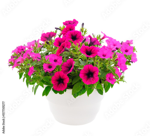 Wallpaper Mural Bouquet of flowers petunia in a pot. Torontodigital.ca