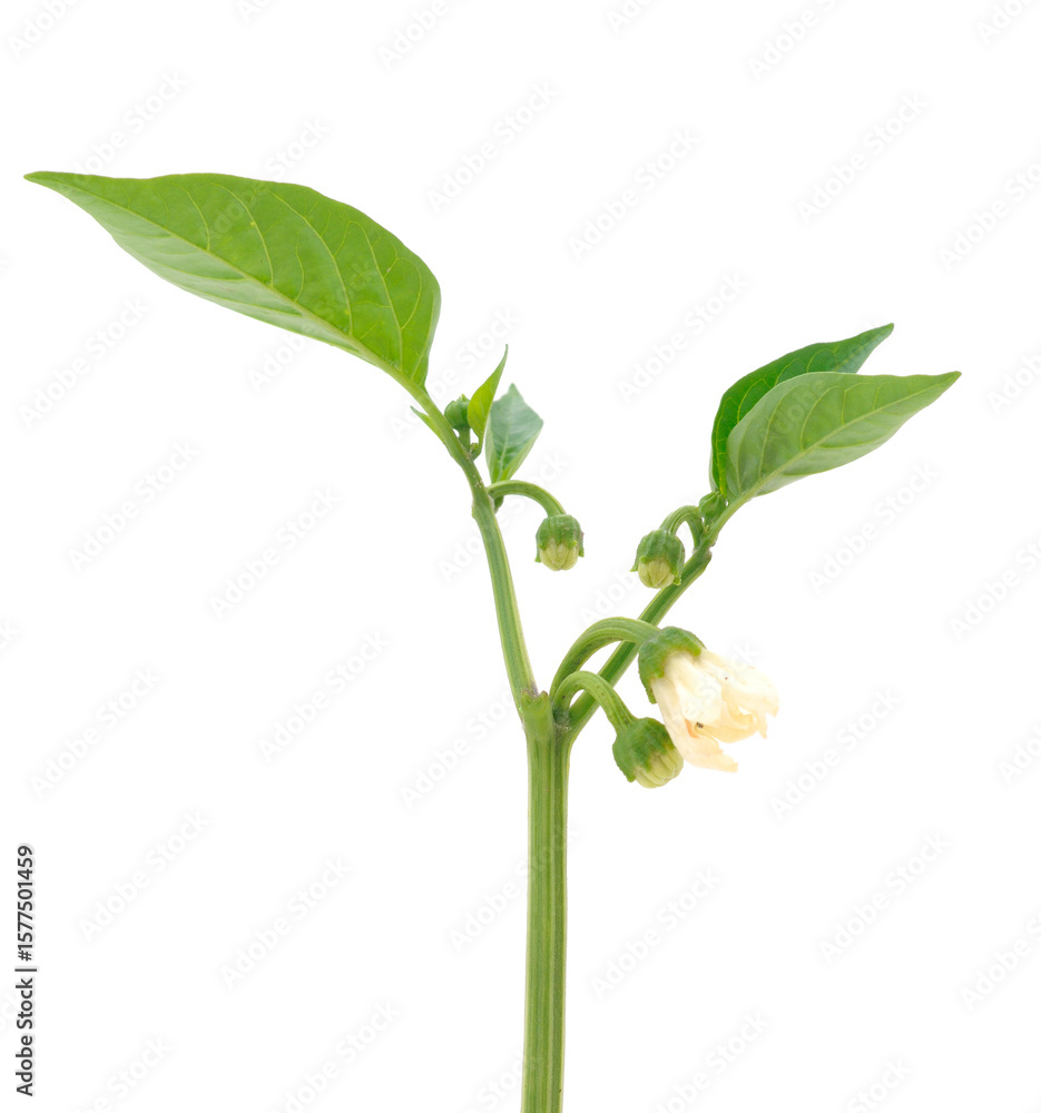 custom made wallpaper toronto digitalBranch of bell pepper with flower.
