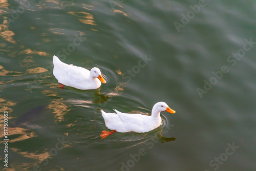 Quadro su tela A duck swimming among fish in choppy water.