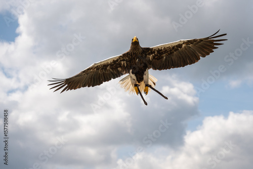 Adler im Anflug