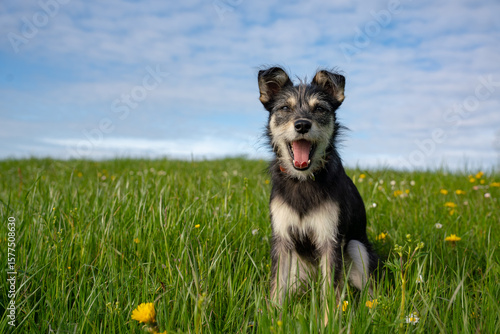 Happy Face