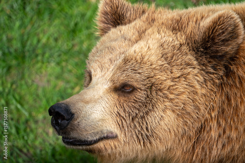 Braunbär