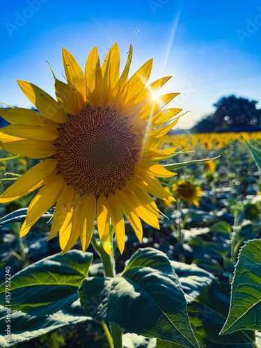 A radiant sunflower in sharp focus, bathed in the direct sunlight that creates a vibrant starburst, standing tall in a vast field under a brilliant blue sky in Italy.
