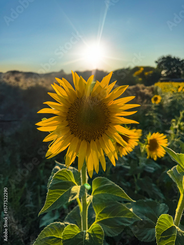 A vibrant sunflower faces directly into the sun, creating a brilliant starburst effect as it stands tall in a sun-drenched field during the golden hour in Italy.