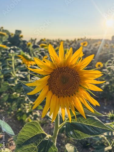 A vibrant sunflower in full bloom dominates the foreground of a sun-drenched field, with the sun's rays creating a beautiful lens flare, embodying summer's warmth.