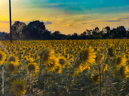 A vast field of sunflowers glows under a vibrant sunset sky, with the warm light illuminating the blooms and a silhouette of trees on the horizon, depicting a serene Italian summer evening.