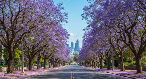 Jacaranda trees in bloom lining street with city skyline in the background