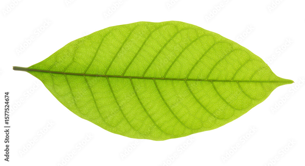 Obraz premium Isolated green leaf photo, plant leaves close up, nature photography, leaf veins