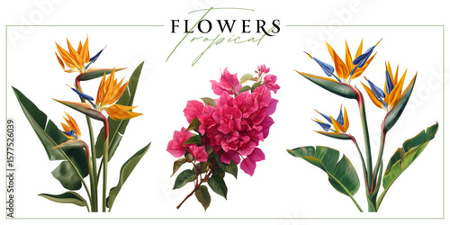 Colorful tropical flowers isolated on a white background.
