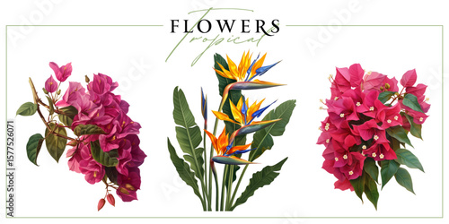 Colorful tropical flowers isolated on a white background.
