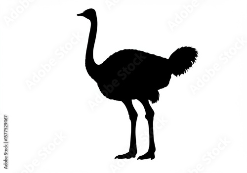 Black silhouette of an ostrich standing on a white background isolated