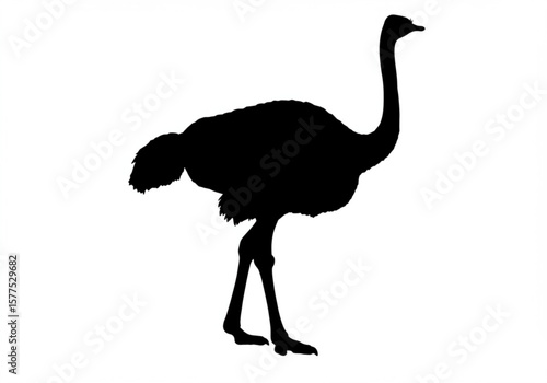 Black silhouette of an ostrich standing on a white background