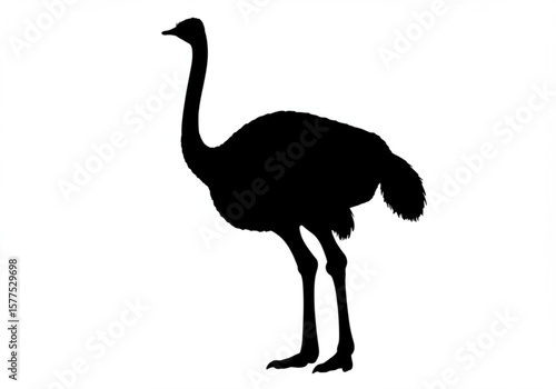 Silhouette of a standing ostrich with long neck and legs on a white background