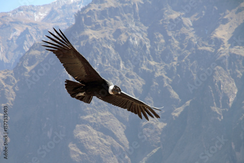 Cuadro en lienzo Andean Condor Flying Over Colca Canyon, Peru