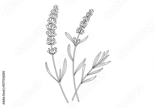 Simple line drawing of two lavender sprigs with leaves on a white background