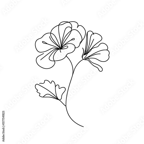 Simple line drawing of geranium flowers with leaves  
