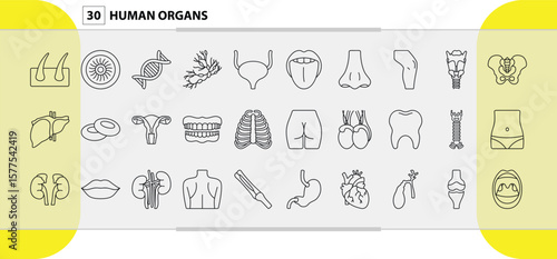 Collection of 50 human organs and body parts icons