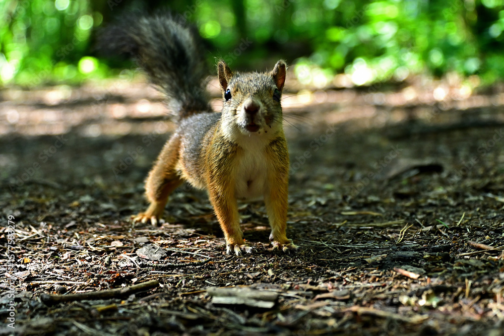 Fototapeta premium A curious wild squirrel in the forest in summer.