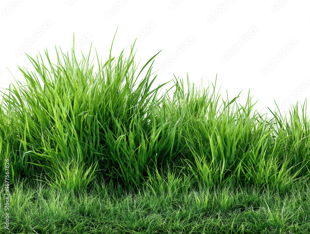 Obraz premium Lush green grass growth in nature environment. Isolated on transparent background, png.