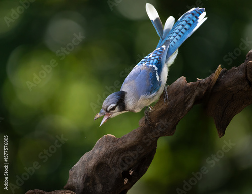 Fotografía blue jay on a branch squawking