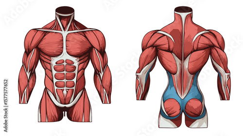 Anatomy of Pectoralis Major Muscle - Detailed Vector Illustration