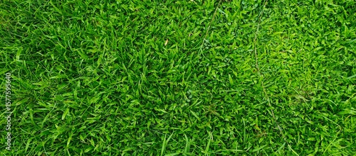 Fresh Green Grass Lawn Background from Top View
