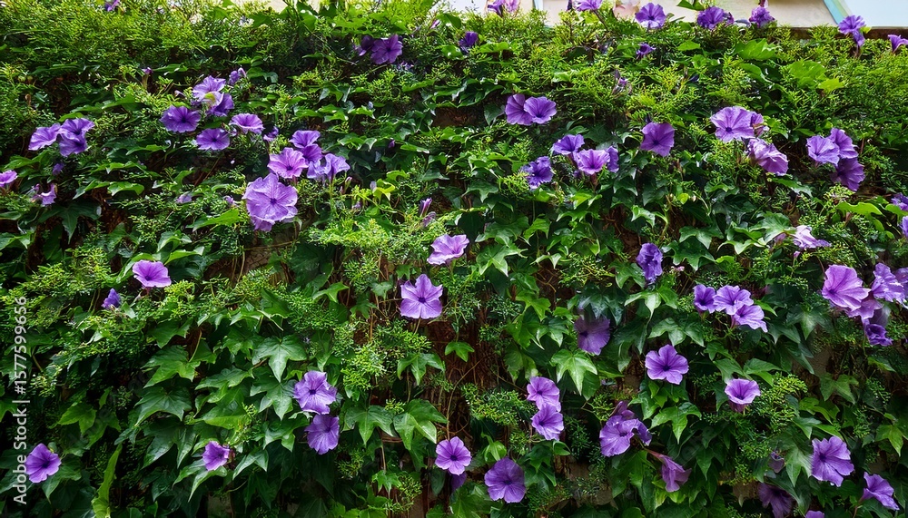 Obraz premium lush green vine wall with delicate purple flowers