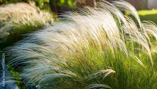 mexican feather grass in modern garden gardening landscaping design stipa tenuissima pony tails nassella garden design close up