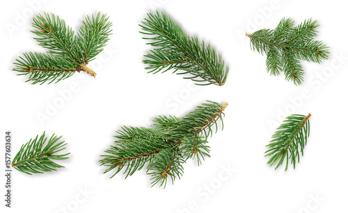 pine tree branches, isolated on transparent background.