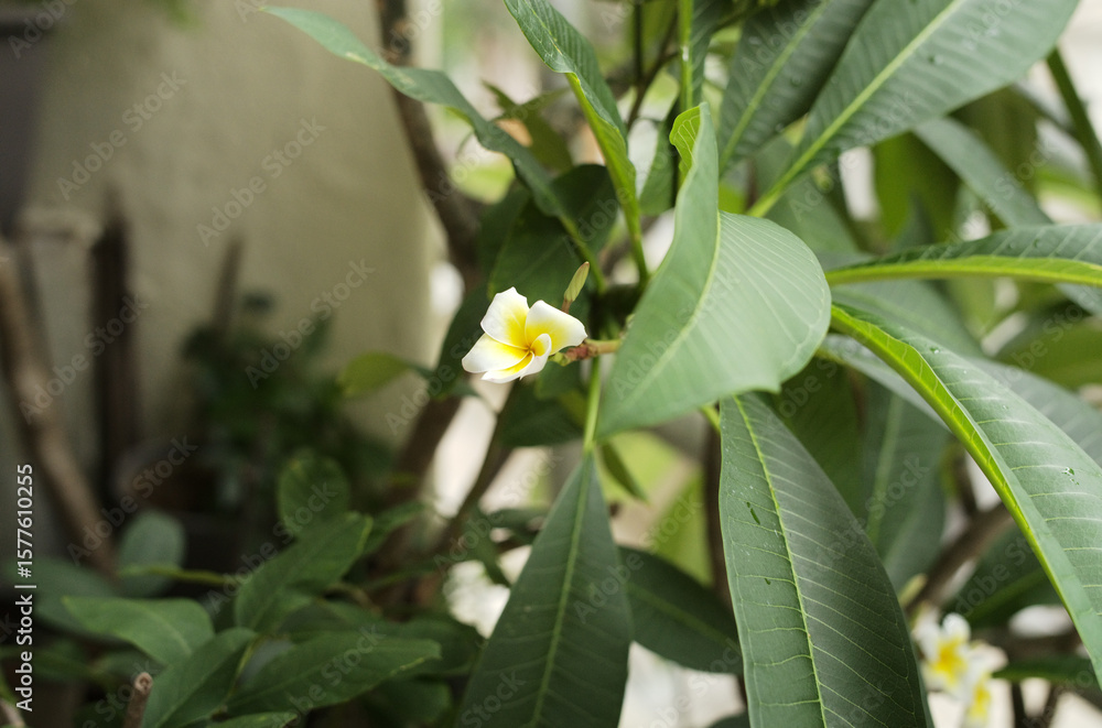 Obraz premium white flowers on the fence