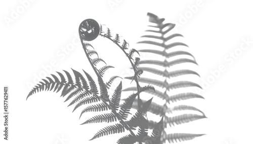 Fern Fiddlehead Shadow Overlay on Transparent Background, Shadow Overlay Effect for Poster Photo Interior Backdrop Mock Up. 