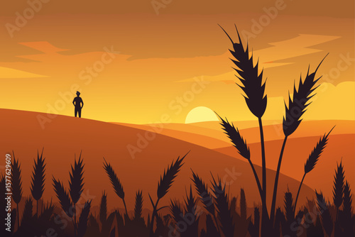 wheat field at sunset
