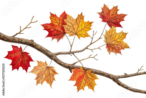 Autumn Maple Leaves on a Branch