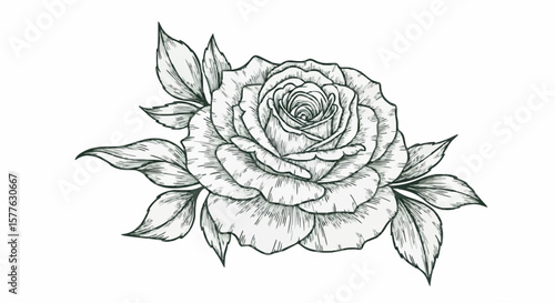 Rose porcelain decoration design (dark green)