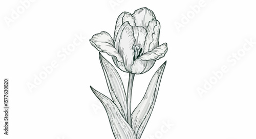Tulip flower porcelain decoration design (dark green)
