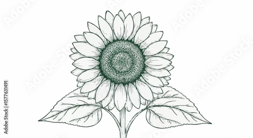 Sunflower porcelain decoration design (dark green)