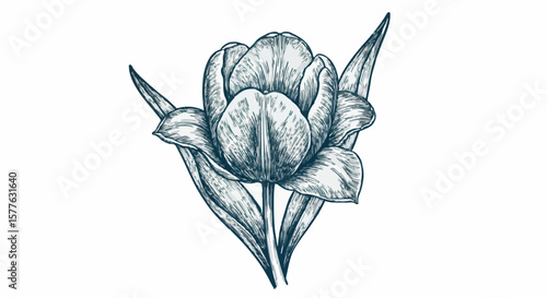 Tulip flower porcelain decoration design (dark green)