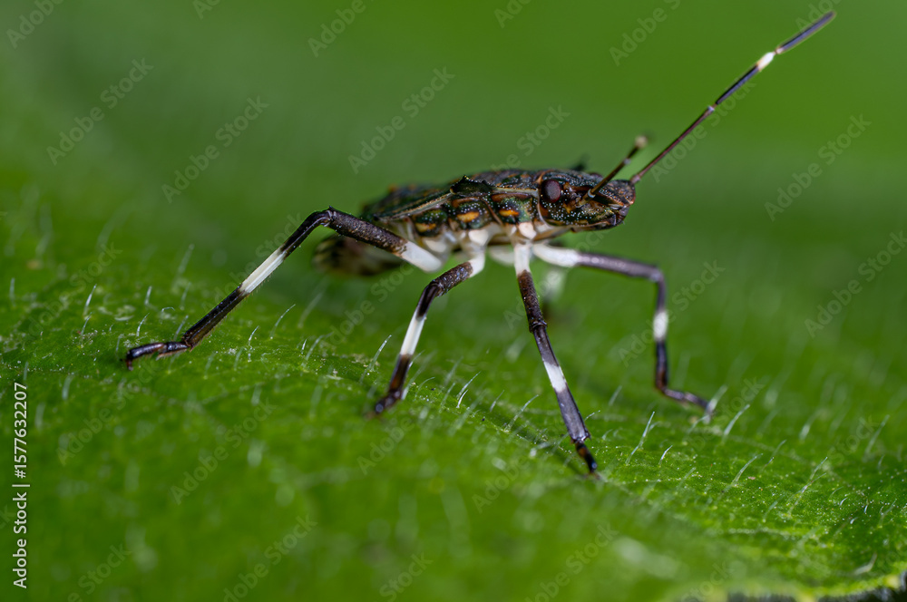 Fototapeta premium macro of a green bug