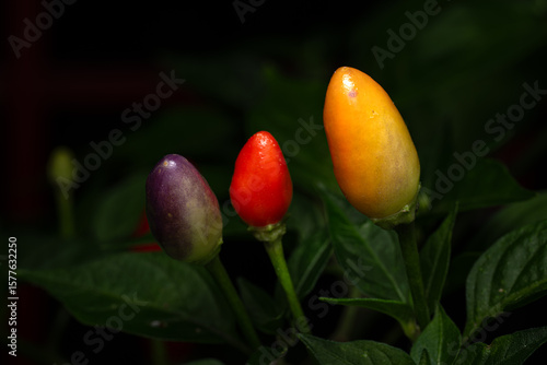 tulip in the garden