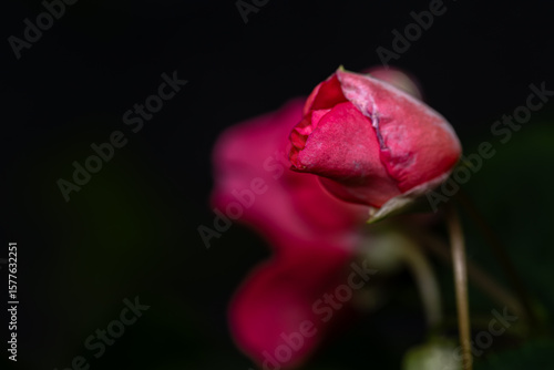 pink rose on black
