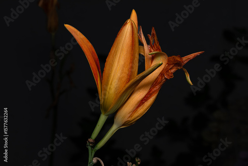 orange lily flower