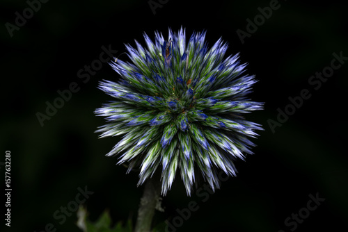 flower of a thistle