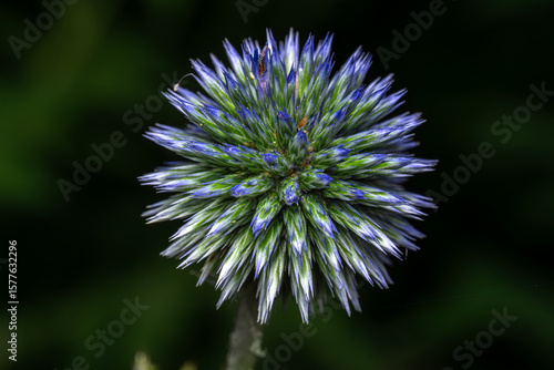 flower of a thistle